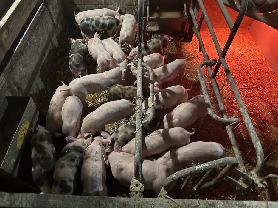 Продам Поросят Трьохпородок