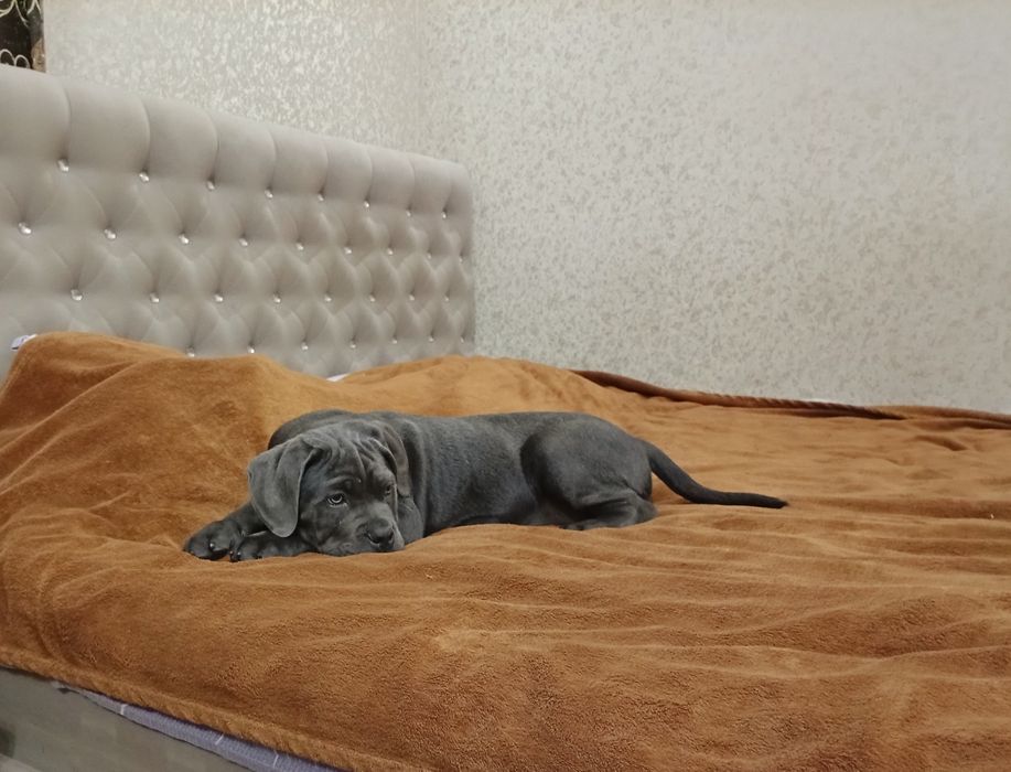 Продам цуценят Кане Корсо