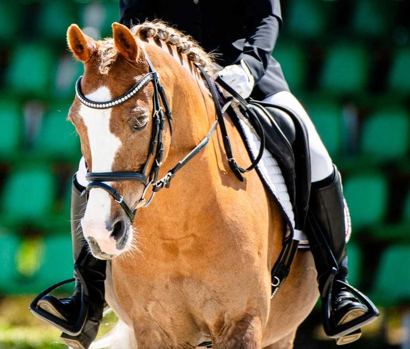 Super kuc grupa A2/C