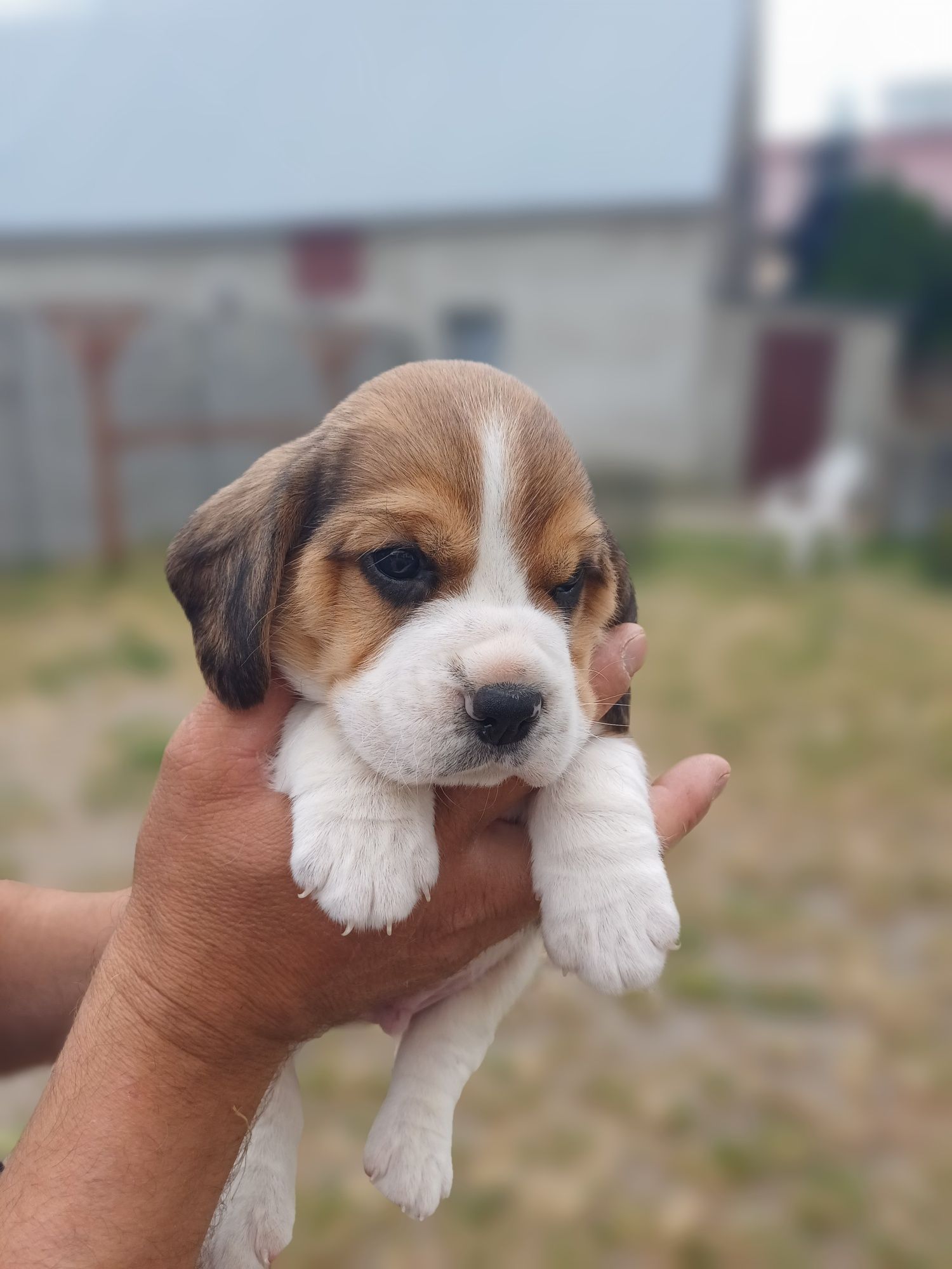 Suczka rasy Beagle