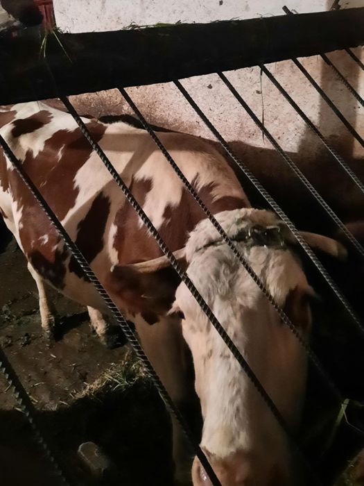 Sprzedam krowę mleczną