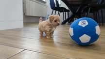 Maltipoo maltipoo