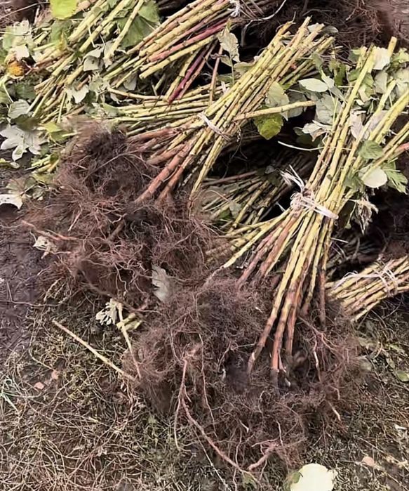 Саджанці Малини Ремонтантна