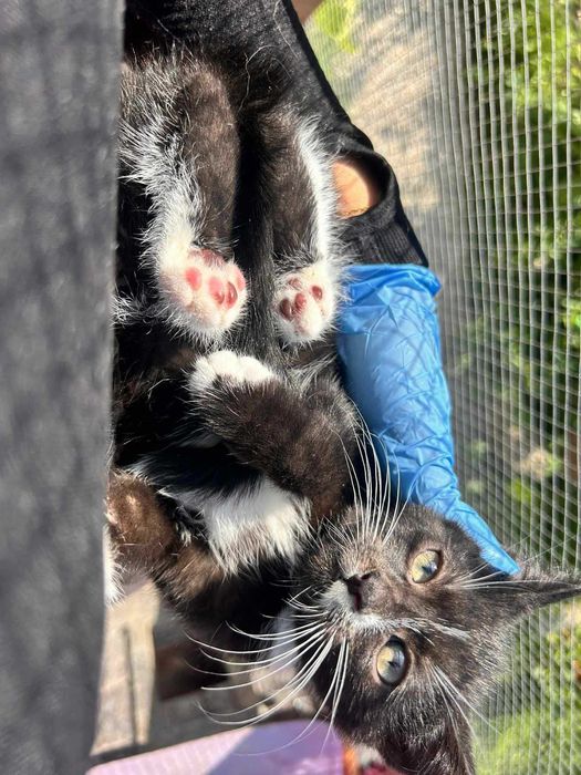 Kotek do adopcji.