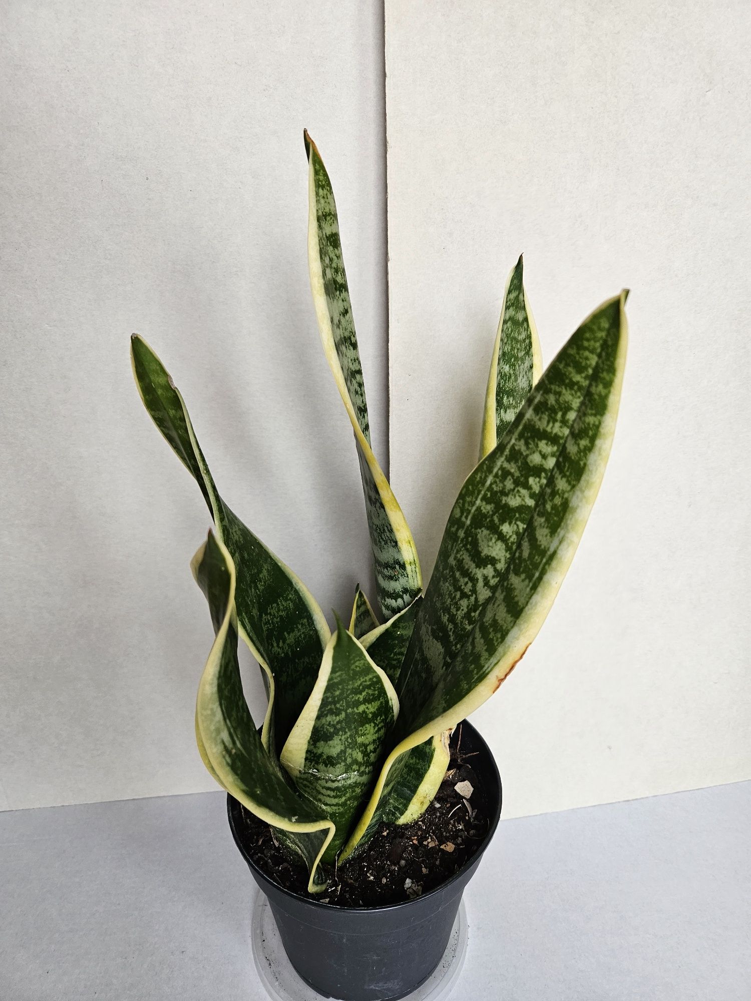 Planta Espada de São Jorge Vaso 14 cm