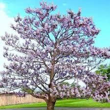 500 sementes de Paulownia Elongata