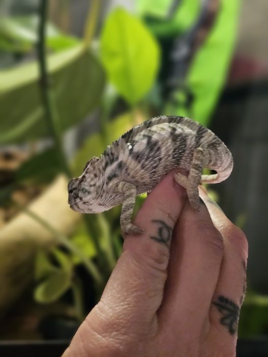 Jaszczurka lamparcia samiec samica