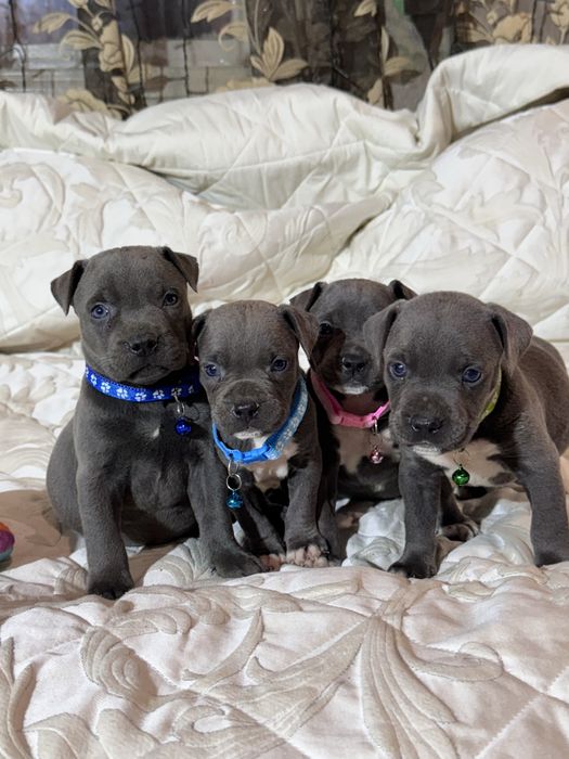 Американський буль