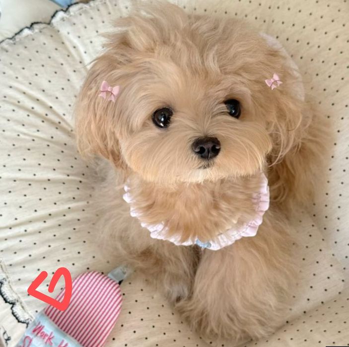 Розкішна маленька дівчинка та хлопчик ! Мальтіпу