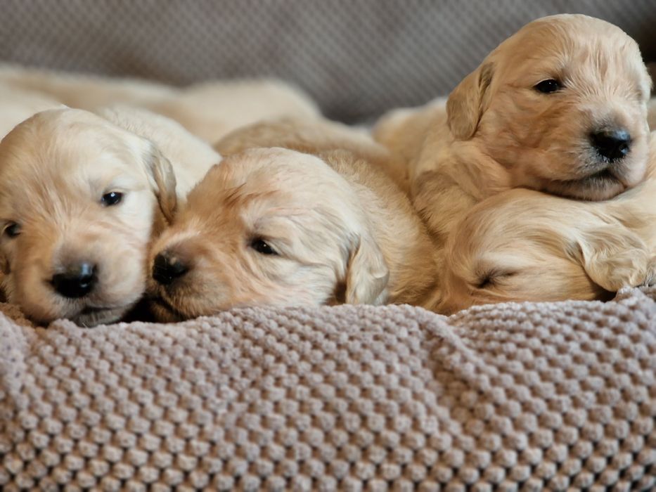 Szczeniak Golden Retriever zkwp fci