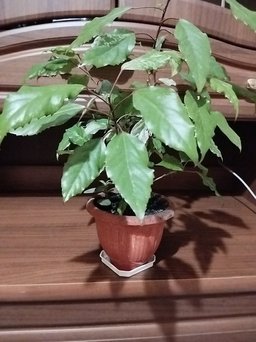 Продаю кімнаті рослини від 70 грн.  в Миколаєві