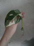 Monstera adansonii variegata