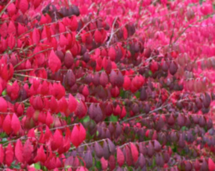 TRZMIELINA OSKRZYDLONA - sadzonki w doniczkach !!!