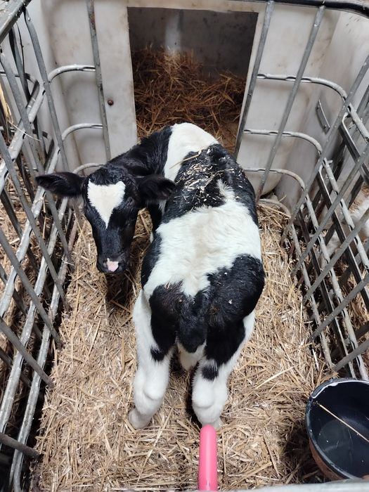 Sprzedam Cielaki Byczki ncb