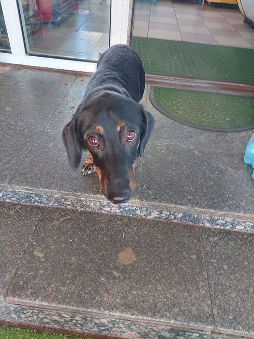 Знайдена такса, кобель