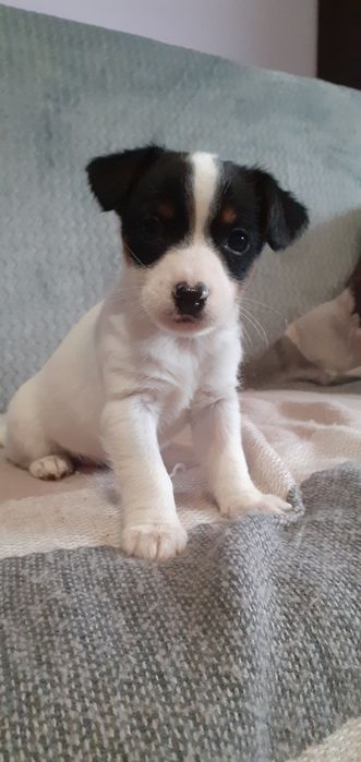 Jack Russell terrier- suczka