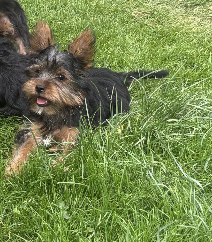 York yorki yorki yorki