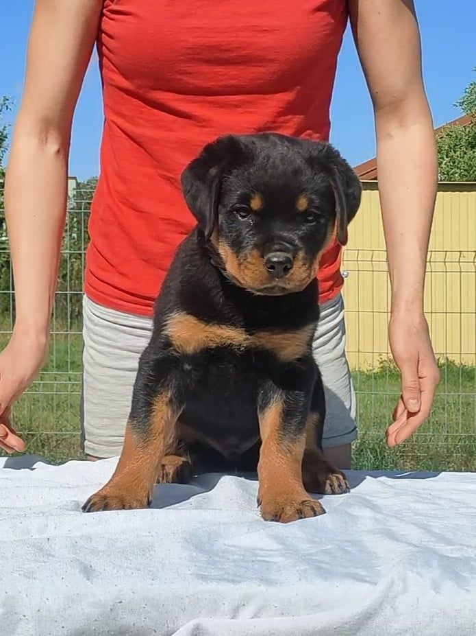 Piesek Rottweiler po championach ZKwP/FCI