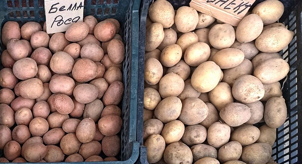 Картопля посадкова, 1-2 репродукції