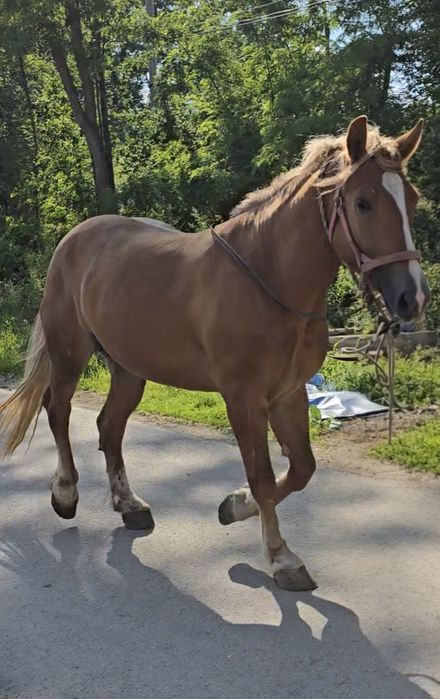 Klacz 3,5r. Pod siodlo i zaprzeg