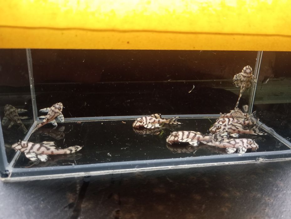 Hypancistrus l 236 super white zbrojnik 4+