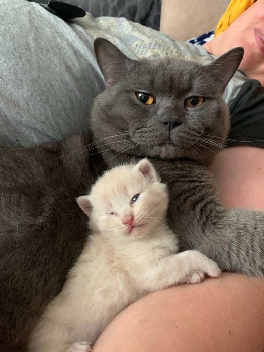 Вʼязка з Британцем