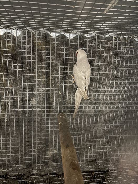 Ring neck cinza palida