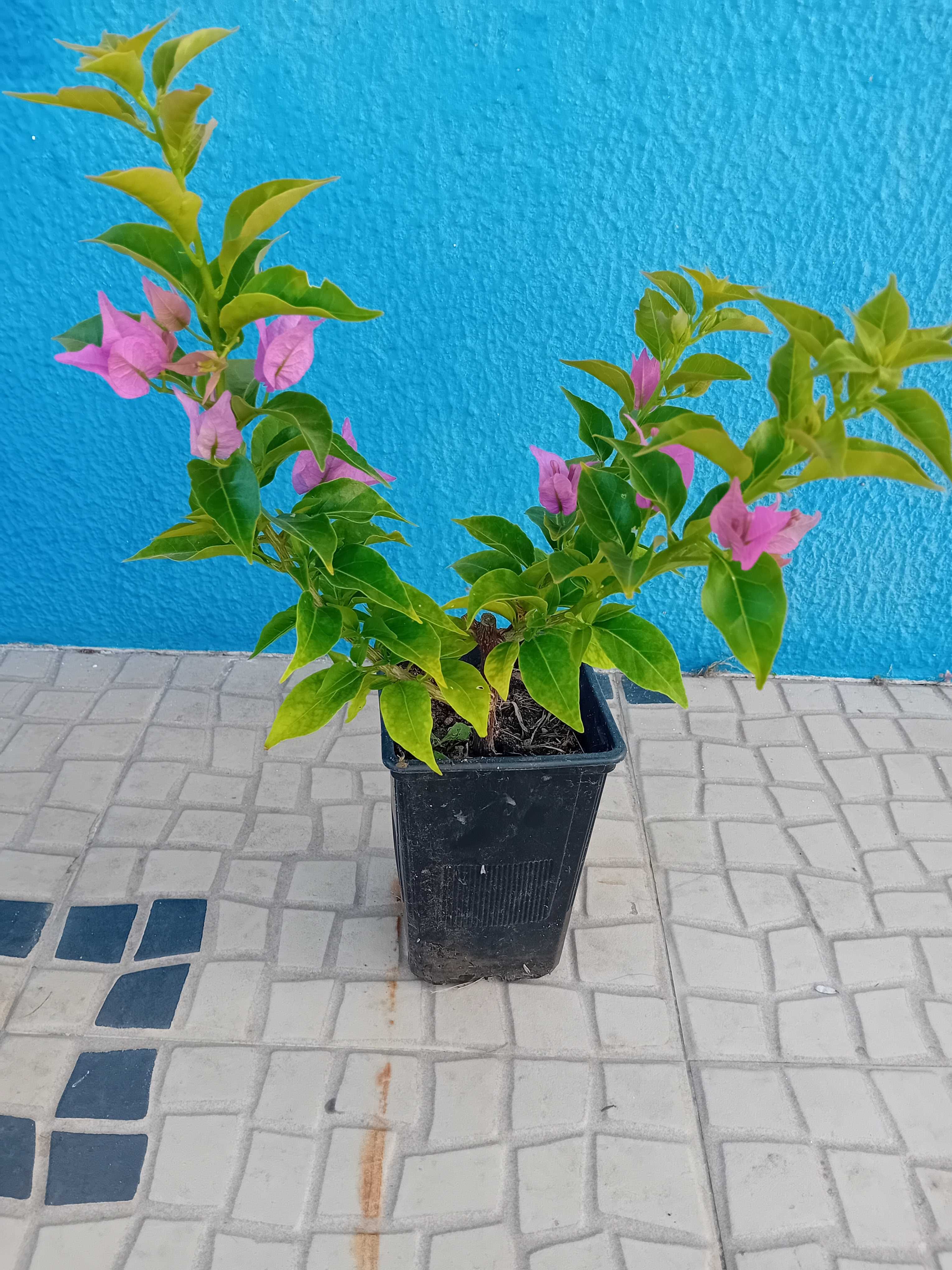 Buganvilia cor de rosa claro ou escuro