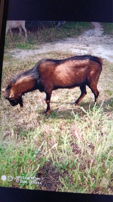 Продам Козла альпійського