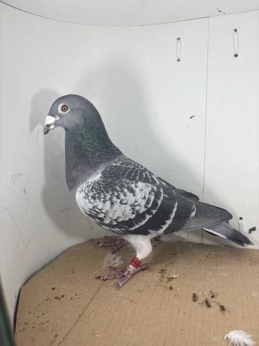 Gołębie pocztowe po lotnikach samce