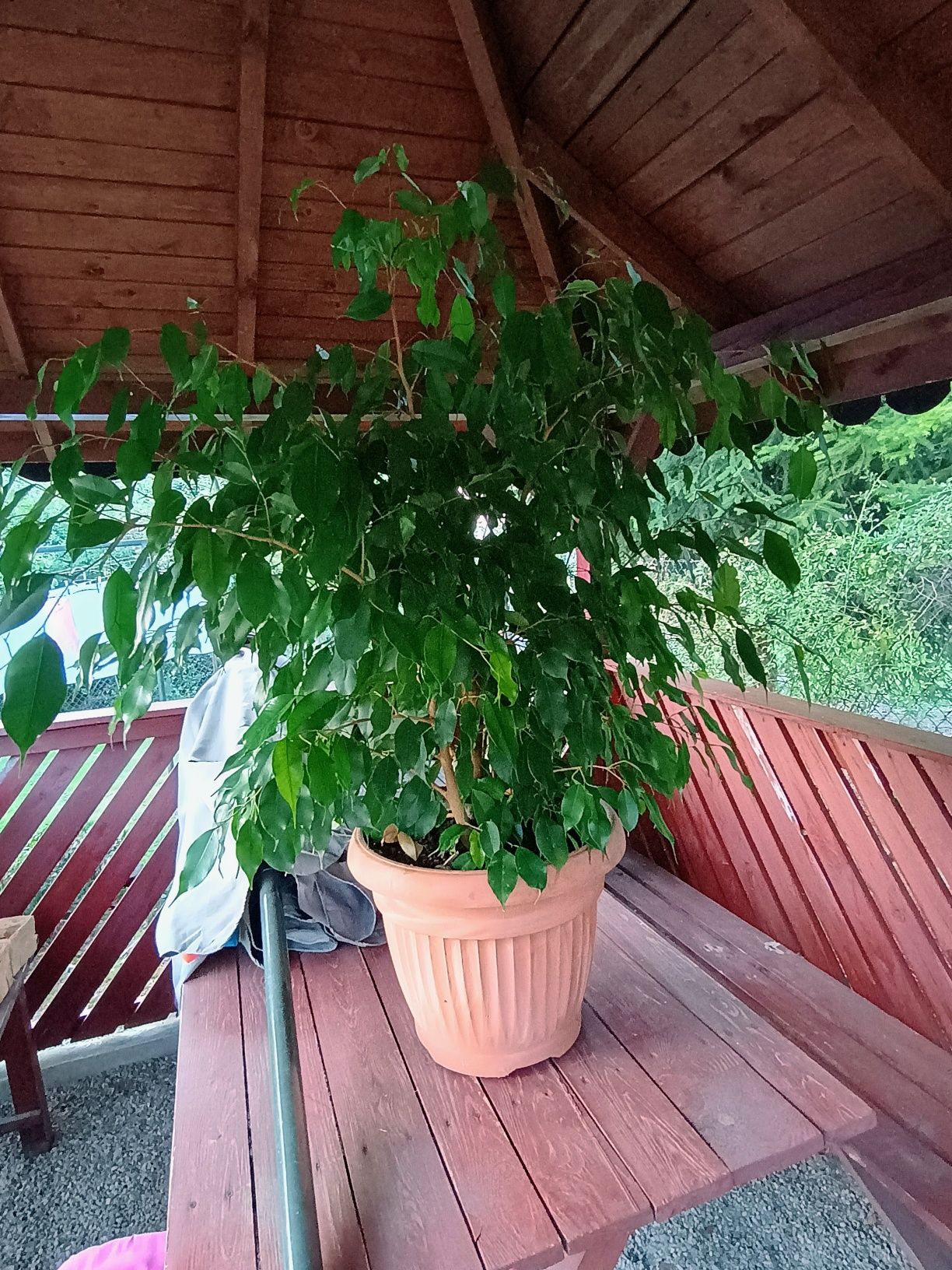 Kwiat benjaminek ponad 120 cm wysokości