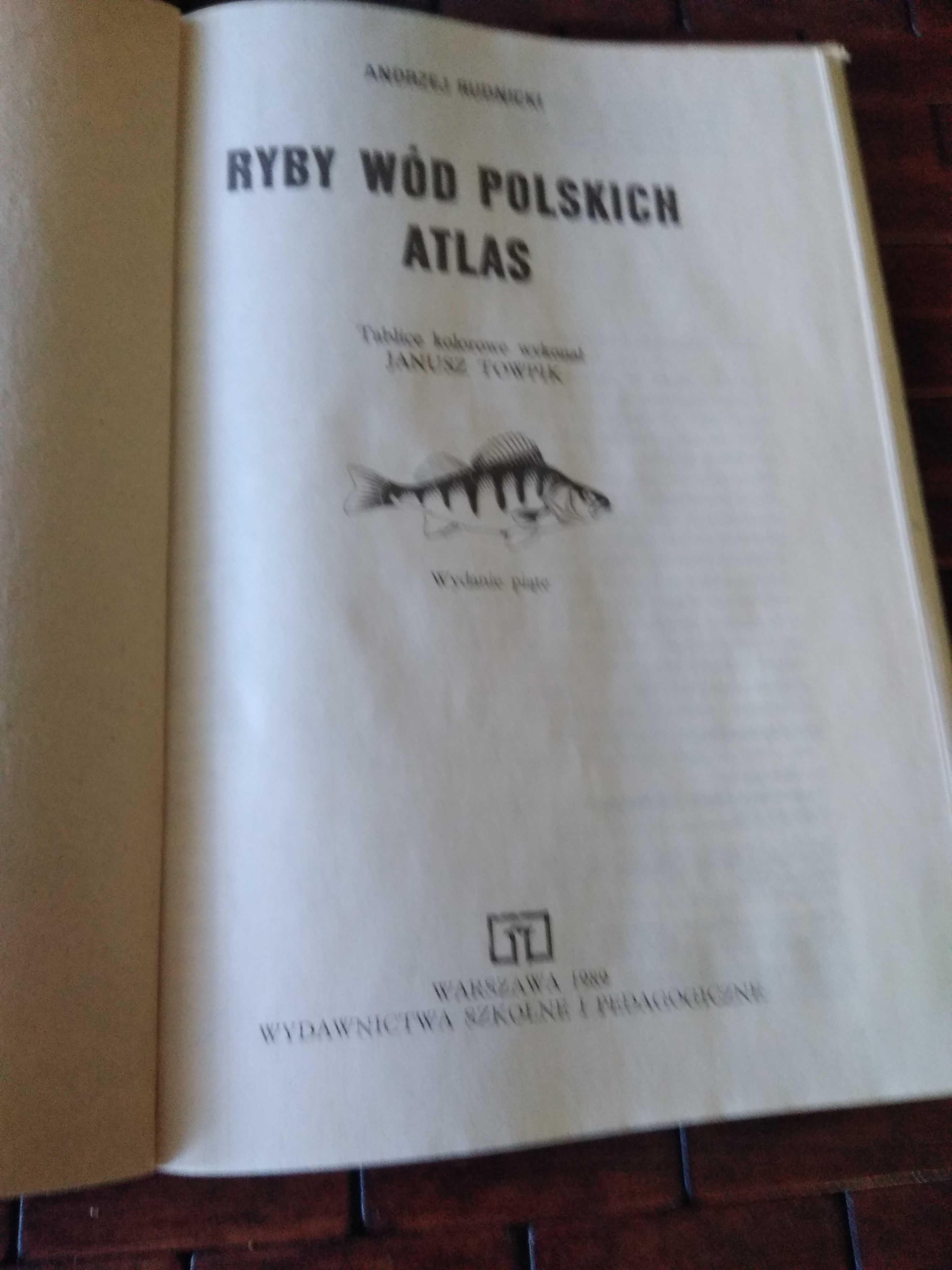 Rudnicki ryby wód polskich atlas
