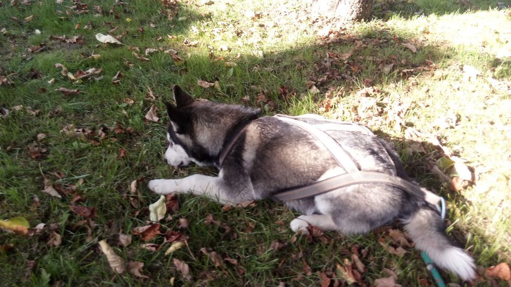 Husky-szczeniak suczka niebieskooka