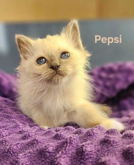 PEPSI- Święty Kot Birmański