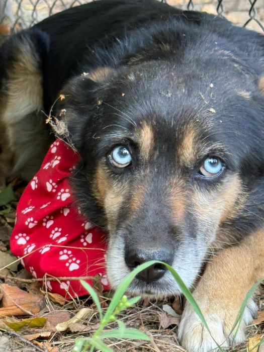 Błękitnooka piękność do adopcji