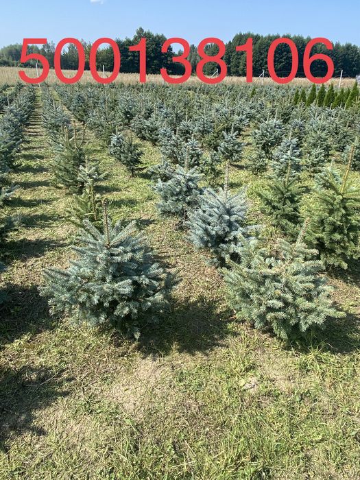 Świerk srebrny jodła koreańska Nasielsk 05 190