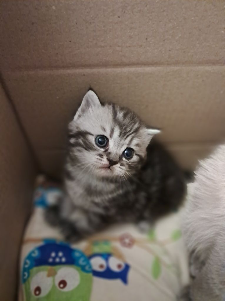 Кошенята Скотіш фолд та Скотіш Страйт