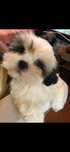 Cachorro Shih-tzu