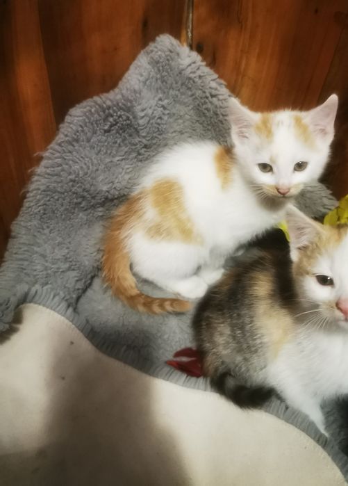Oddam 2 kotki umiejace załatwiać się do kuwety