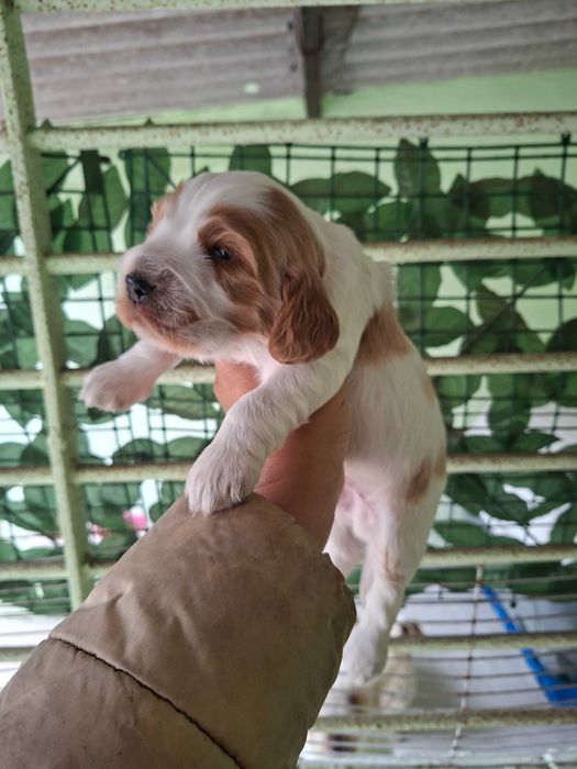 Cocker spaniel macho
