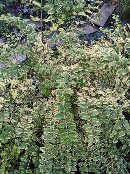 чагарники спірея, вейгела, форзиція, сніжкоягодник, та ін.