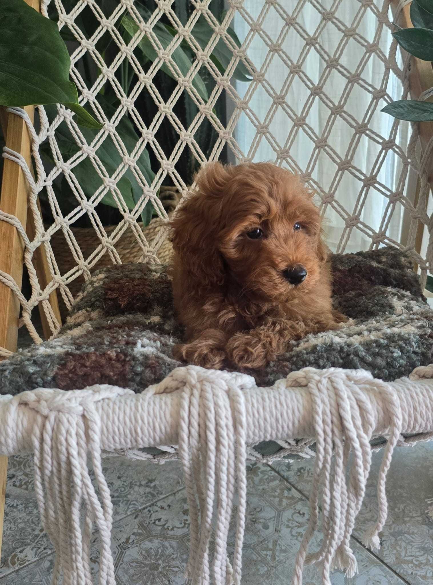 Maltipoo chłopiec