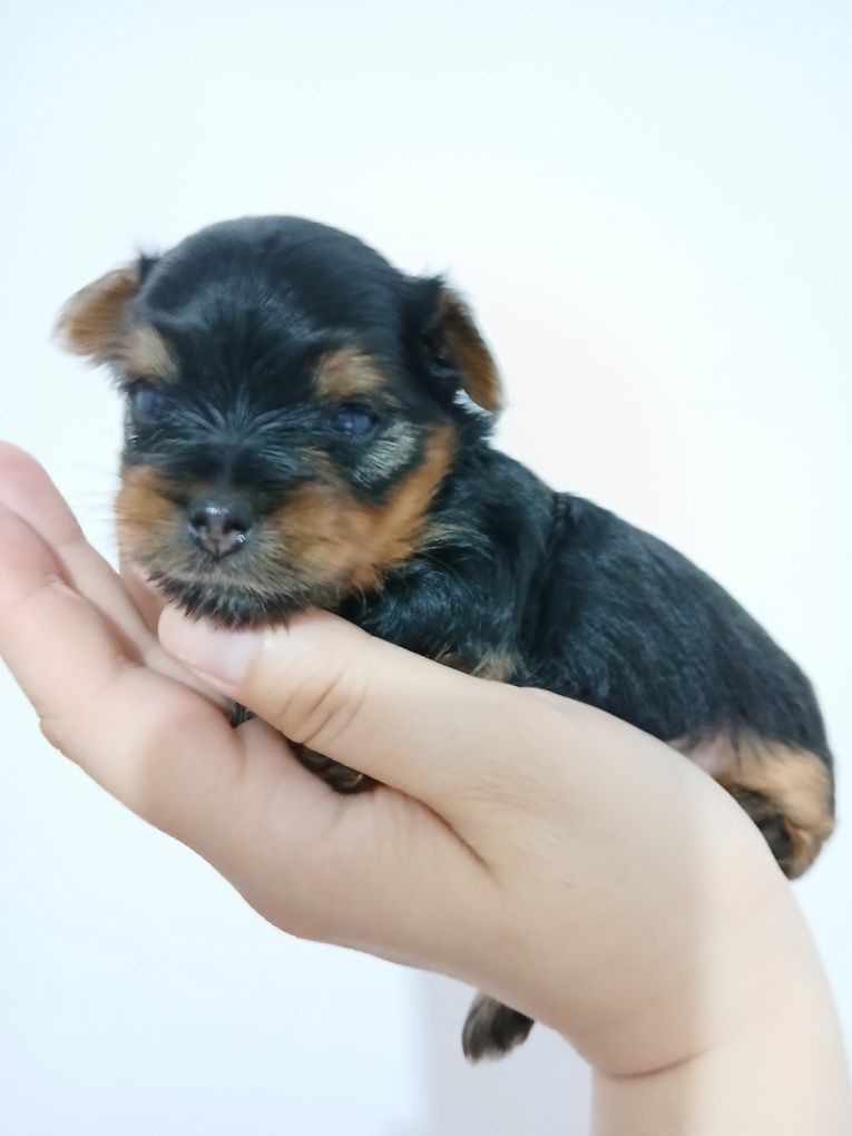 Yorkshire terrier macho mini com Lop