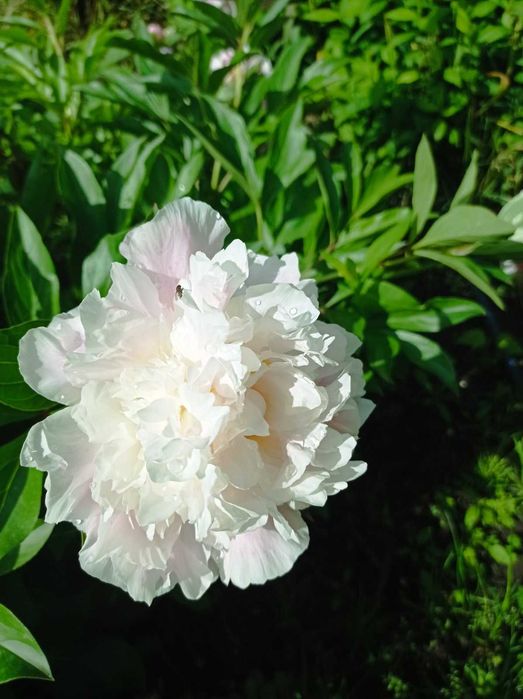 Продам саджанці різних квітів