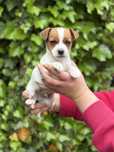 Piesek szczeniak Jack Russell Terrier krótkowłosy z Rodowodem