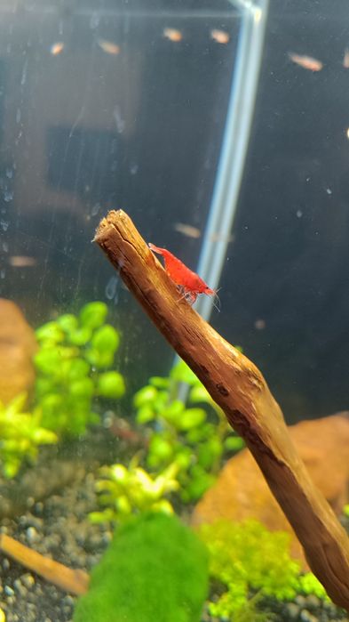 5x Krewetka BLOODY MARY