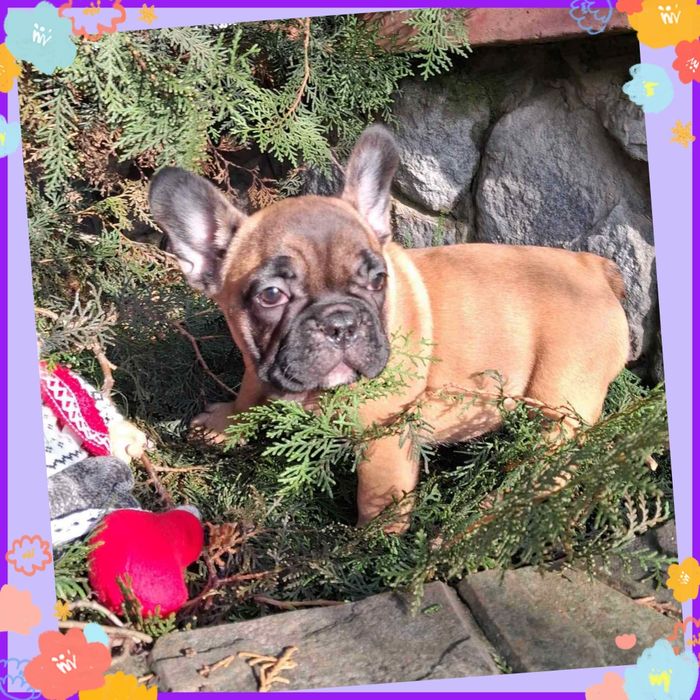 Розкішний французик