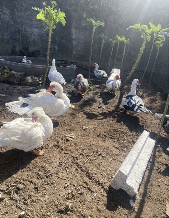 Vendo patos mudos