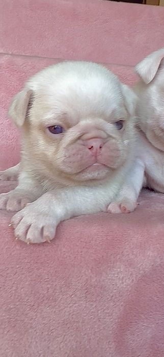 Mops chłopak Pink platinum