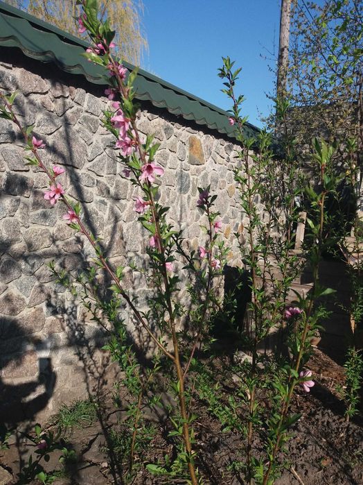 Саженец персика дикий. четырёхлетний. Плодоносит.